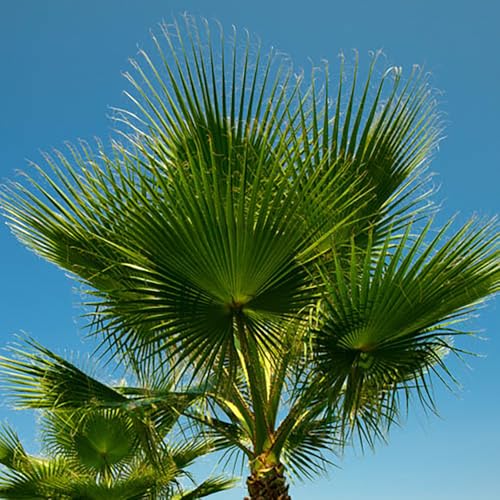 You Garden - 1 x Cotton Palm Tree (Washingtonia) 75-90cm in 17cm Pot Exotic Palm Trees for UK Gardens