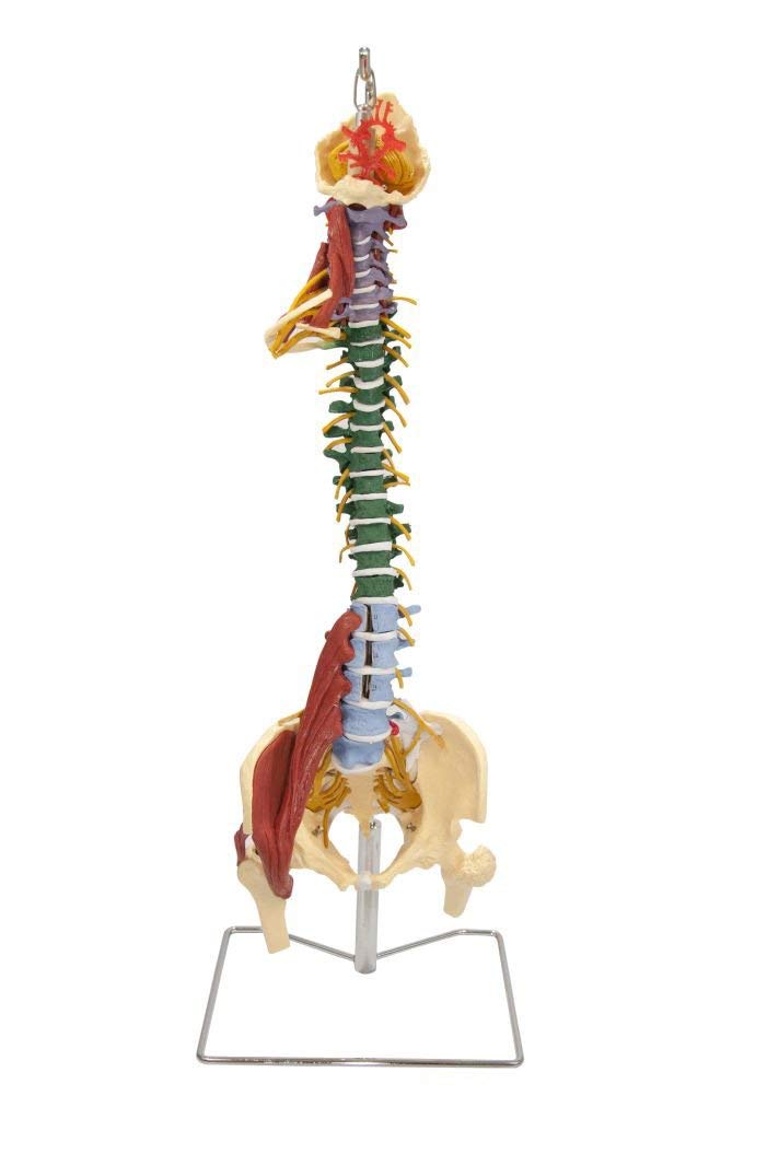 Buy LXT PANDA Human Spine Model, Muscle Spine with Disorders with Stand