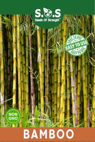 100 pcs Green Bamboo Seeds Bamboo Seed Fast Growing Giant Bamboos Seeds