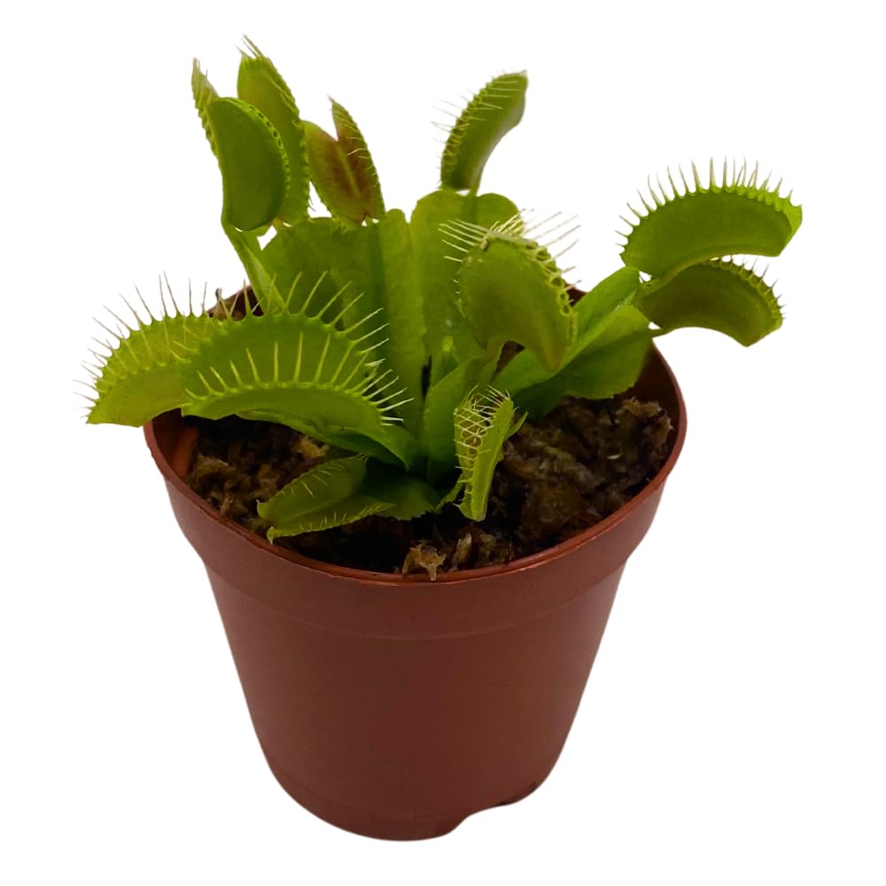 BubbleBlooms Red Venus Fly Trap