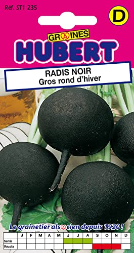 Graines de Radis Noir Gros Rond d'Hiver - 5 grammes