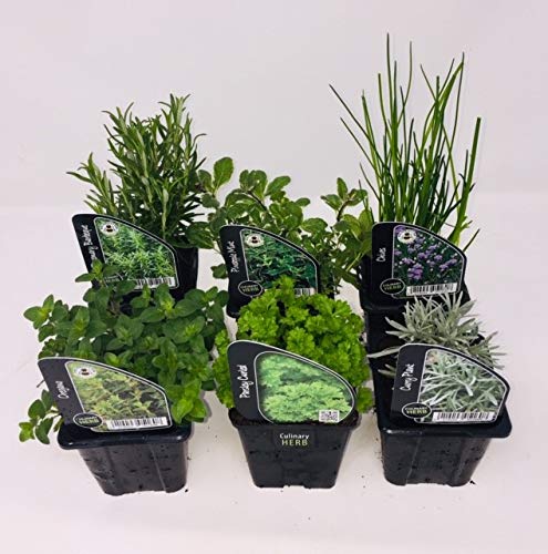 6 x Herb Plants - Including Herbs Like Rosemary -