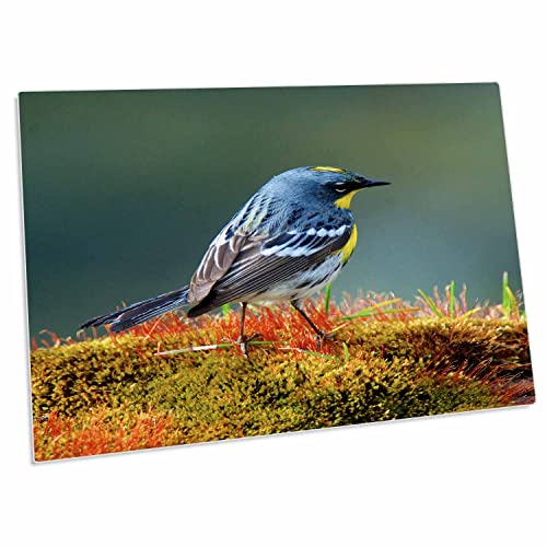 3dRose The Audubons Warbler - Desk Pad Place Mats
