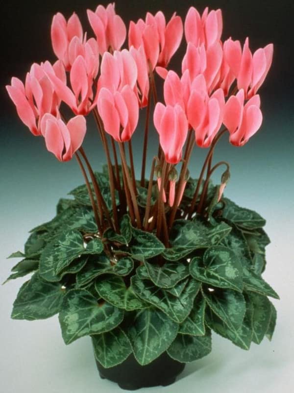 Siviga® Cyclamen flower bulbs for Your Garden | peach Cyclamen Flowering Plants bulb | all season Flowering bulbs for Planters pack of 1 bulbs (B0C6F3KNSR) Amazon Price History, Amazon Price Tracker
