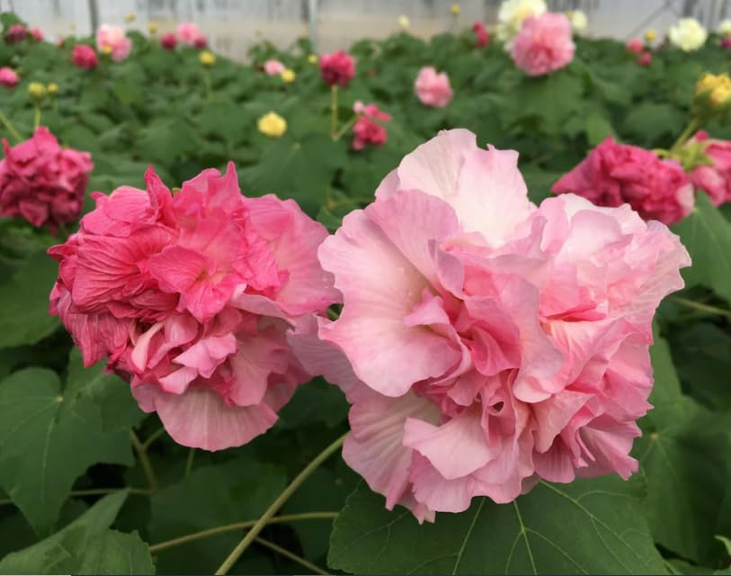GREEN HORIZON Live Confederate Rose/Land Lotus/Hibiscus mutabilis/Dixie rosemallow/Cotton rose/Cotton Rosemallow/Sthal Kamal/Sthal Paddo Flower plant 007 Pack of 1 (B0CRZJ1LC5) Amazon Price History, Amazon Price Tracker