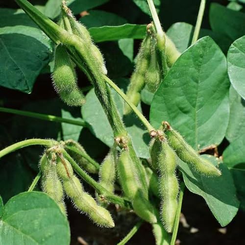 semillas de frijoles edamame semillas de soja semillas organicas, Semillas de soja flores de verano plantas de jardín de rocas resistentes, variedades antiguas plantas en macetas 120pcs