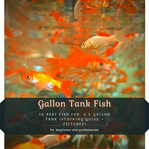 Gallon Tank Fish: 10 Best Fish fÐ¾r Ð° 5 Gallon Tank (Stocking Guide + Pictures)