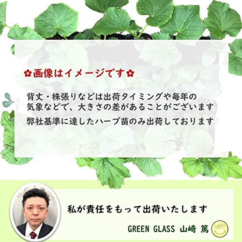 計10本セット苗 楽天市場】【 限定価格～9/11迄】Cool Time(クールタイム