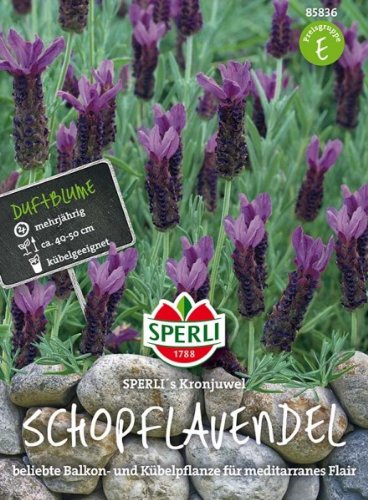 Schopflavendel SPERLI's Kronjuwel