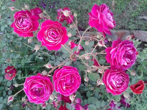 Image of Original Dark Pink Rose Live Plant with Black Pot Fragrant Flowering Shrub | All Season Outdoor Plant for Home Garden Balcony Terrace | Decorative Gift Rose Plant Pack of 1