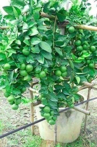 See full amazon price history chart for Ariya Live Plant Lemon Seedless All Season Container Suitable Plant Garden Plant(1 Healthy Live Plant) Ariya Live Plant Lemon Seedless All Season Container Suitable Plant Garden Plant(1 Healthy Live Plant) (B0B1PHFH52) Amazon Price History, Amazon Price Tracker