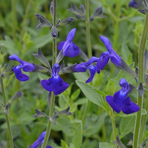 Salvia microphylla `Blue Monroviaβ- Salvia That is Ready to Plant Out- Comes Back Every Year (Hardy) - Flowers from Summer to Autumn- Loved by Bees (Middleton Nurseries) (3X P9(9cm Pot))