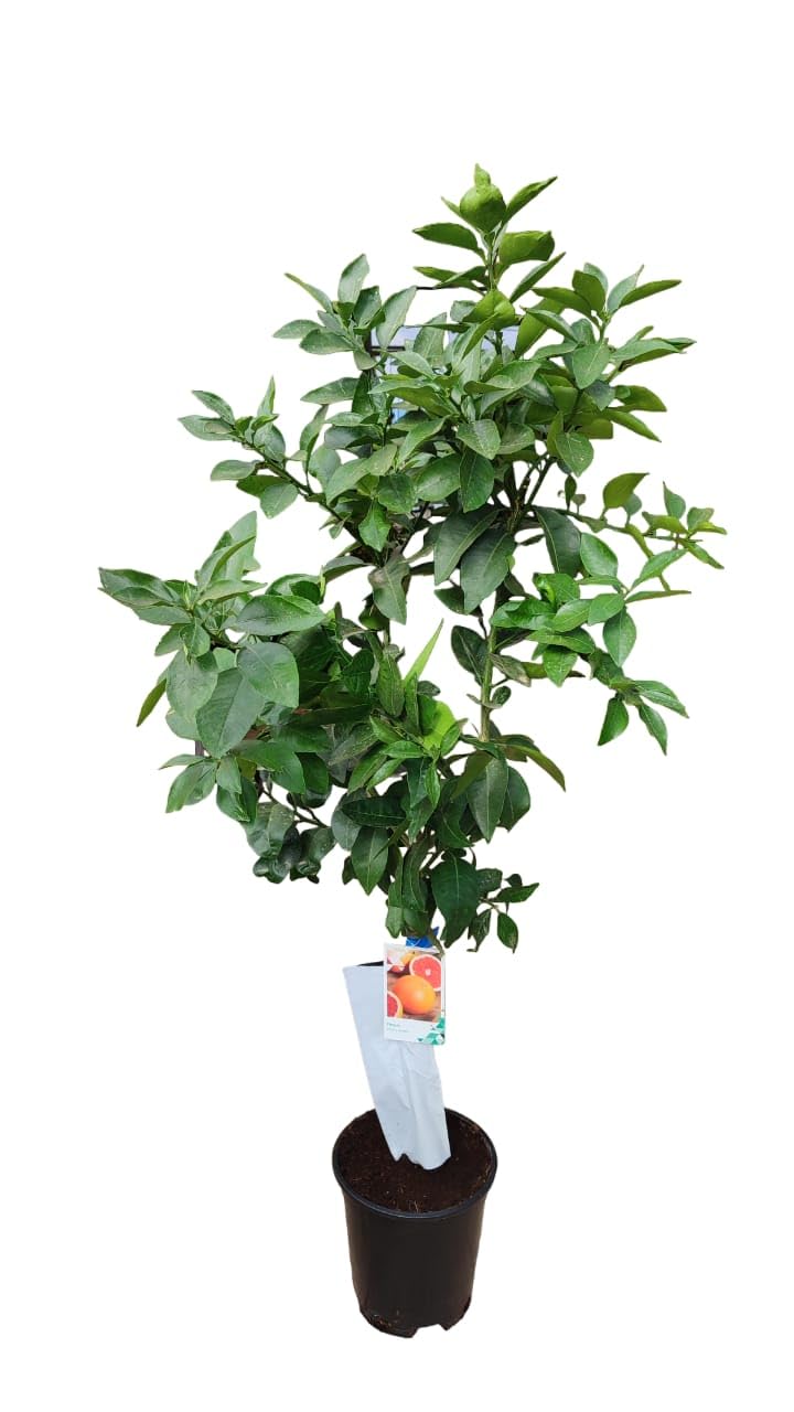 AzJardin- Árbol de Pomelo. Altura aprox. 1.70m. Maceta 25cm. 3 años de antigüedad. Planta viva.