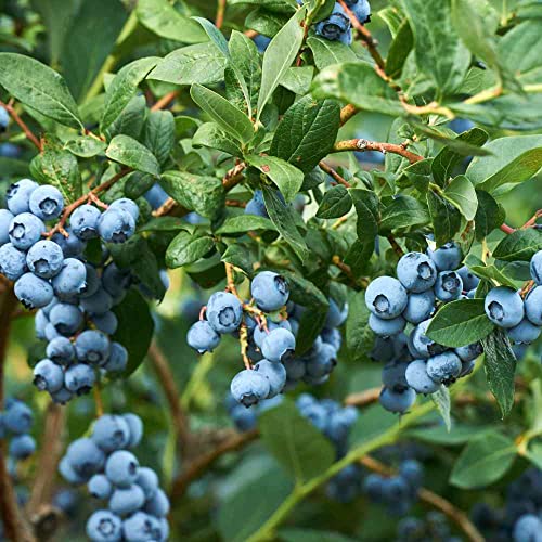 Outsidepride Perennial Northern Highbush Blueberry Fruit Garden Plants - 1000 Seeds #TOP3