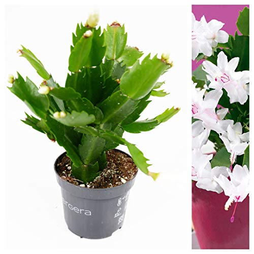 Christmas Cactus - Schlumbergera White Flowers - Arrives A in 10cm Pot