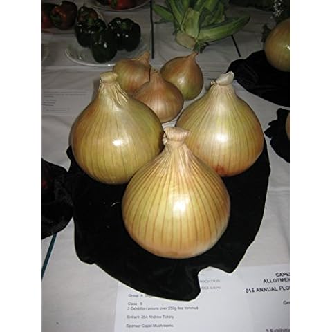 Kings Seeds - Onion, Globo Cover