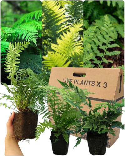 3 Mixed Live Fern Garden Plants - Growers Choice Can Include Shield Holly & Male. Established 1ltr Rootball 30cm Tall. Ornamental Hardy Evergreen Garden Ready Outdoor Shrub or Indoor House Plant