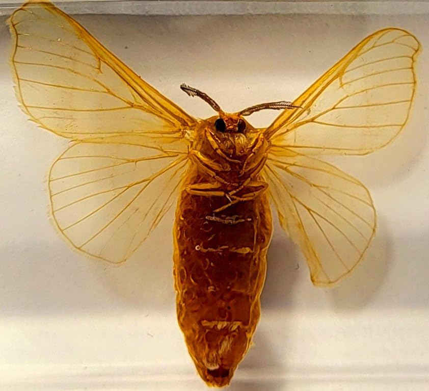 Image of 2.8 inch Real Silkworm Moth in Crystal Clear Lucite Resin Specimen Preserved Taxidermy Paperweight Crafts Collection for Biology Science Education & Desk Ornament Display Supplies
