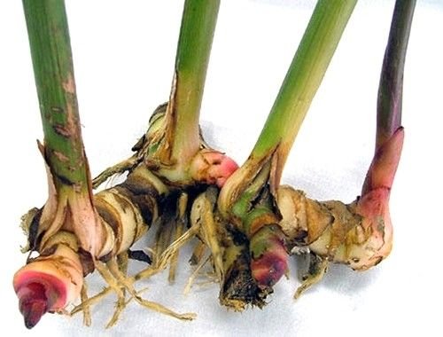 1 LIVE RHIZOME Alpinia Galanga Spicy Thai Ginger Herb used in cook
