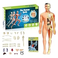 Human Body Skeleton Model Kits, 29 Piece Anatomy Figure, Glow in The Dark Bones Interactive Science Kit, STEM Educational Toys for Boys and Girls, Halloween Physiology Gifts for Kids Ages 6+ (B)