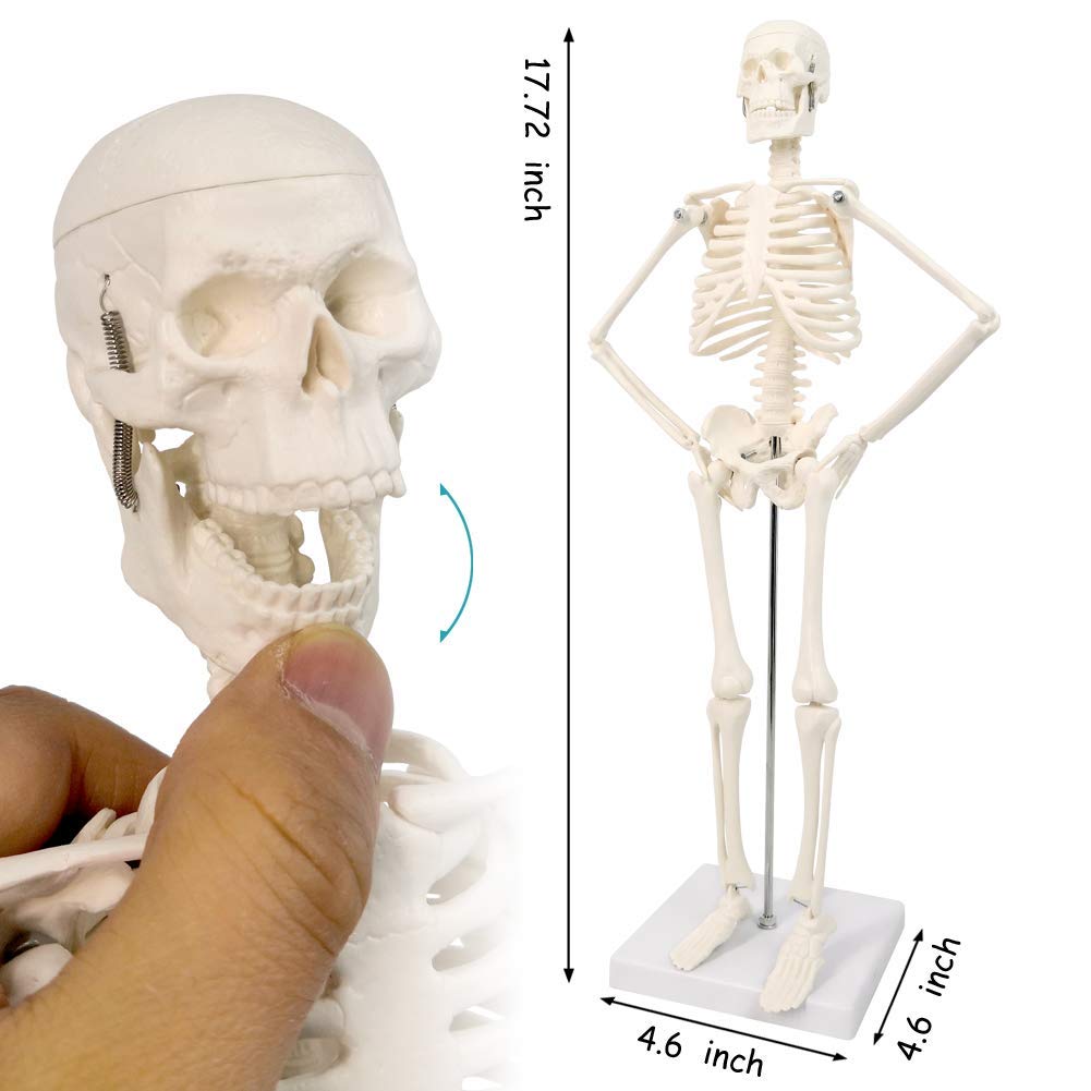 Modello di anatomia, torso, scheletro cuore, mezza misura cranio con cervello, set di 4 mani su strumenti di studio 3D per gli studenti di medicina, kit didattico