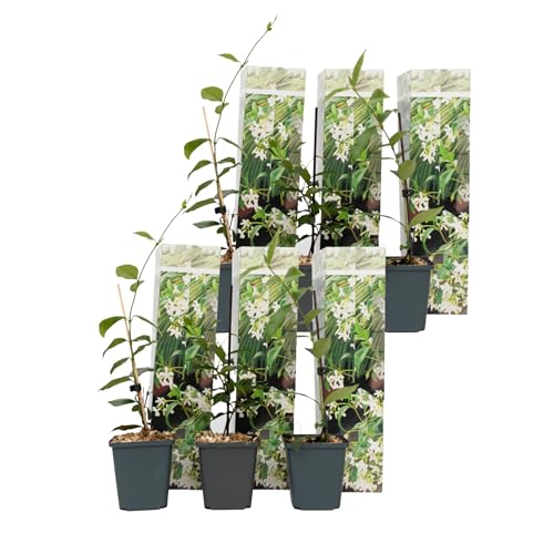 Plant in a Box - Trachelospermum jasminoides - Set de 6 - Jasmin plante etoile grimpant - Fleurs blanc - Pot 9cm - Hauteur 25-40cm