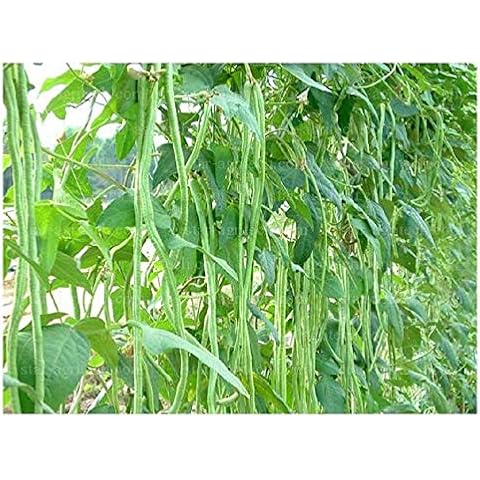 PREMIER SEEDS DIRECT - Bean Cover