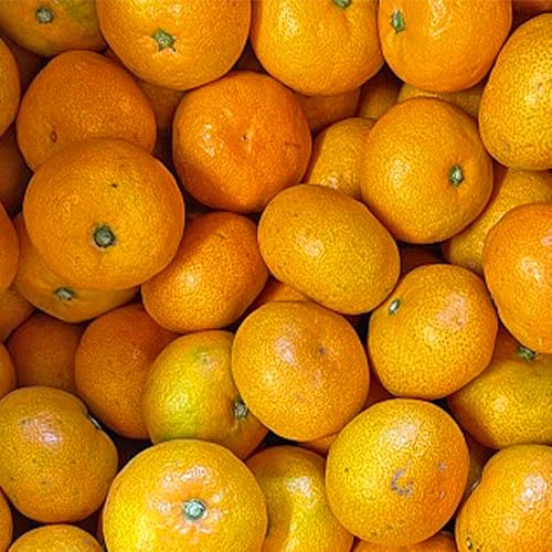 明浜産 浜のみかん屋直送 減農薬温州みかん 約5kg 愛媛県 西予市