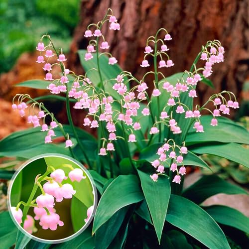 Maiglöckchen Zwiebeln - Rosa Convallaria Majalis - 10 Wurzeln - Stauden Winterhart Mehrjährig - Echte Pflanzen aus Holland für Garten (kein Samen, zwiebeln und nicht künstlich)