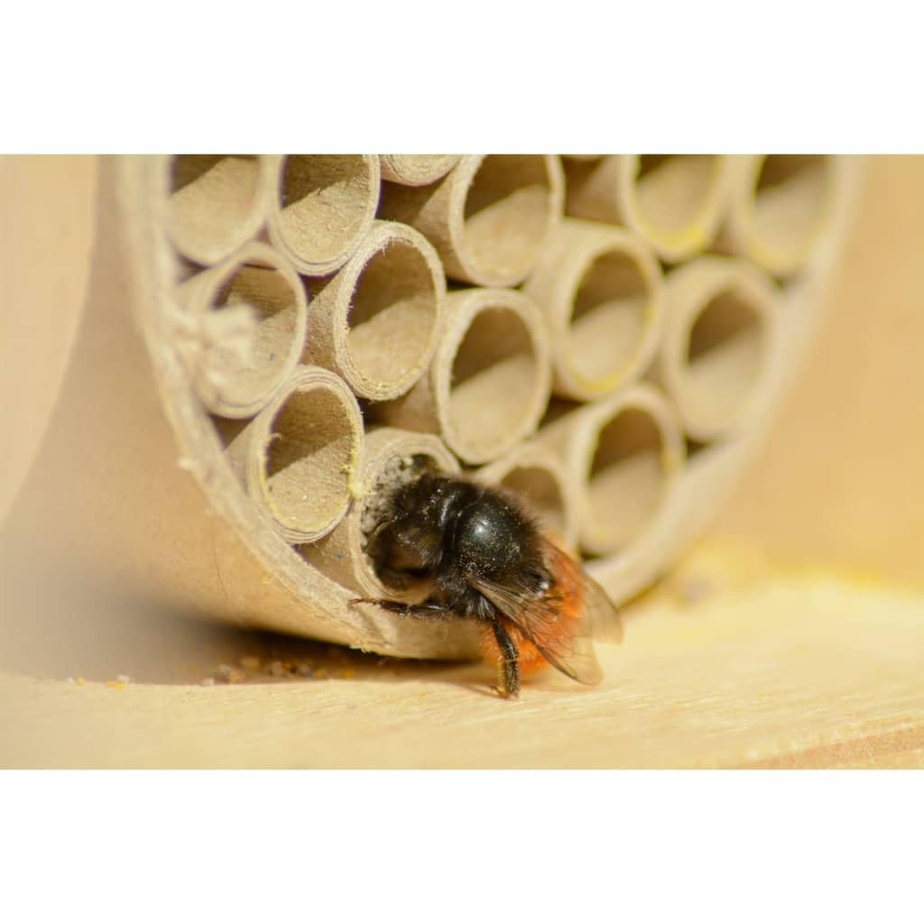 dobar 28450e - Casetta Professionale per Insetti per api Selvatiche, con tubetti di Carta, 16 x 12,5 x 23 cm, in Betulla Naturale