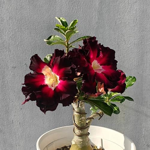 Rosa del desierto: Pack de tubérculos resistentes y rizoma robusto - Ideal para jardines secos-1Tubérculos-E