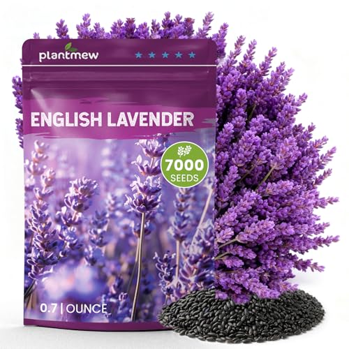 PLANTMEW Lavender Seeds for Planting English Lavender Seeds Indoor & Outdoor 7000+ Heirloom Seeds High Germination Easy to Grow Fragrant Flowers Culinary & Crafts (0.7 oz)