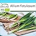 Produktbild SAFLAX - Geschenk Set - BIO - Frühlingszwiebel - Japanische Ishikura - 150 Samen - Mit Geschenk- / Versandbox, Versandaufkleber, Geschenkkarte und Anzuchtsubstrat - Allium fistulosum