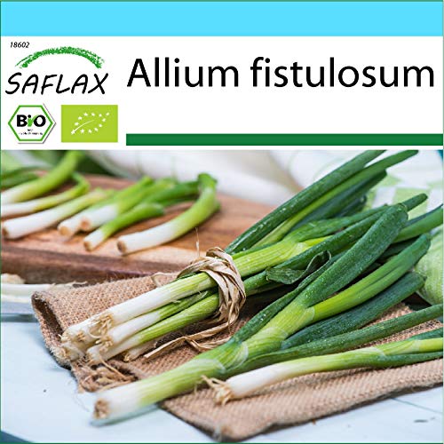 Preisvergleich Produktbild SAFLAX - Geschenk Set - BIO - Frühlingszwiebel - Japanische Ishikura - 150 Samen - Mit Geschenk- / Versandbox, Versandaufkleber, Geschenkkarte und Anzuchtsubstrat - Allium fistulosum