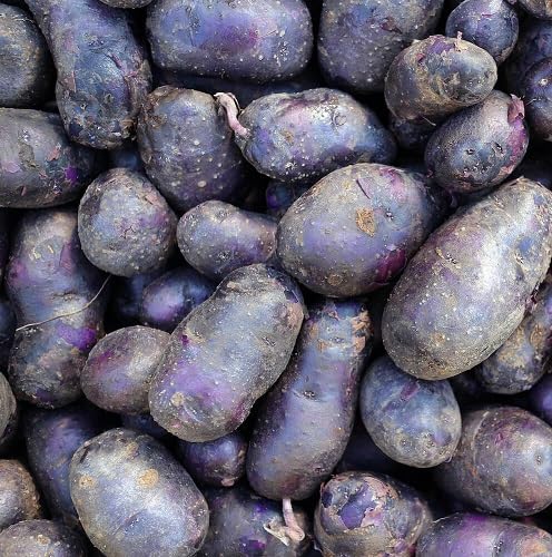 100Pcs Purple Potato Vegetable Seeds