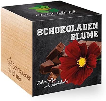 Feel Green Ecocube Chocolate Flower, Blossoms Smell After Chocolate, Sustainable Gift Idea (100% Eco Friendly), Grow Your Own / Plant Set, Plants in Ma Cube Feel Green Ecocube Chocolate Flower, Blossoms Smell After Chocolate, Sustainable Gift Idea (100% Eco Friendly), Grow Your Own / Plant Set, Plants in Ma Cube