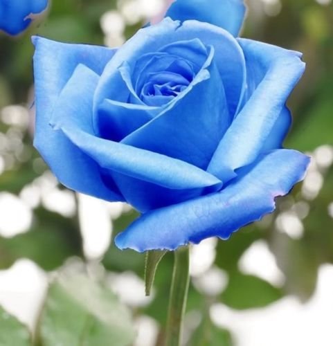 Pinkdose® Beautifull 5 Blue Rose Rosa Bush Shrub Perennial Flower