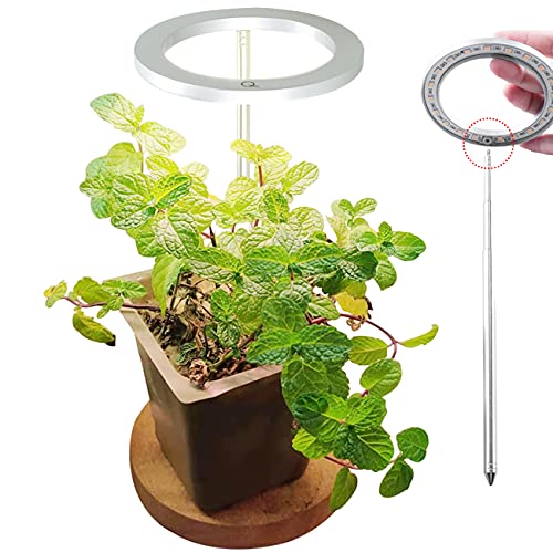 10 Best 10 Plants That Grow In Fluorescent Light Of 2021 of 2023