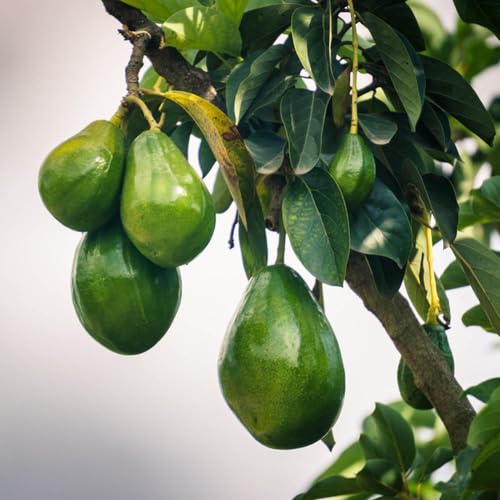 15 Piezas Semillas De Aguacate, Plantas Resistentes Para Balcón, Semillas De Bonsái, Persea Americana, Plantas De Jardín Resistentes Perennes, Árboles Bonsái Plantas Resistentes