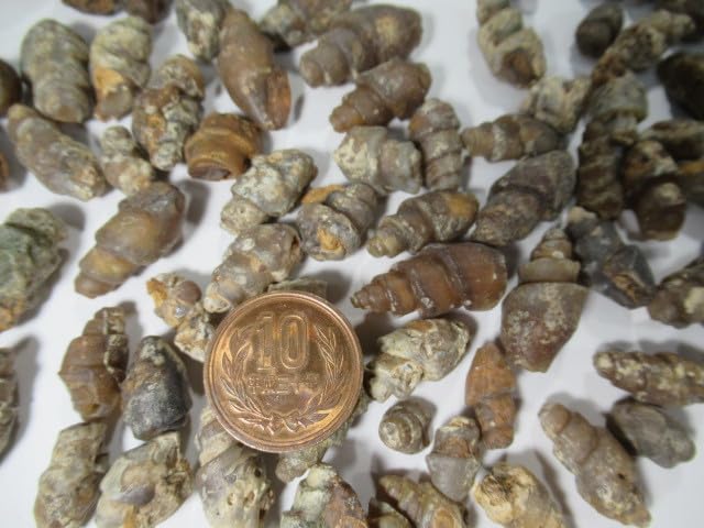 化石　E-3 adidas ZX Torsion 'White' EE4791