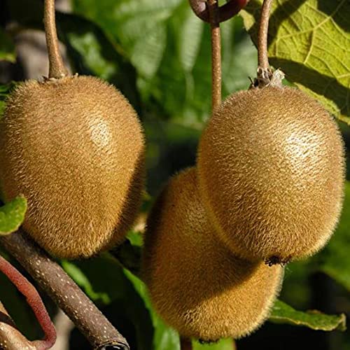 Fruit Seeds For Planting Rare Golden Kiwi Fruit Seeds 10 Pcs Non-Gmo Organic Delicious Yellow Kiwi Seed Easy Grow Nutritious Fruits Seeds #TOP7