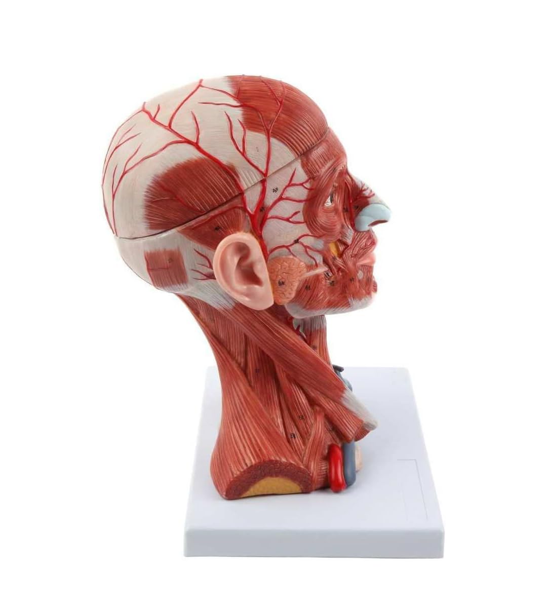 Model anatomiczny naczyń mózgowych, mięśnie szyi i tętnica mózgowa, 10 części, szczegółowe narzędzie edukacyjne do nauki i nauczania anatomii człowieka