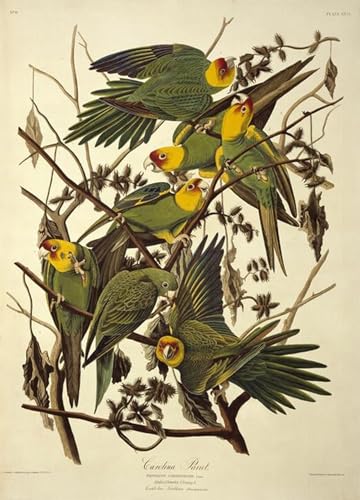 Toile perroquet de Caroline John Audubon pour la décoration du salon et de la maison