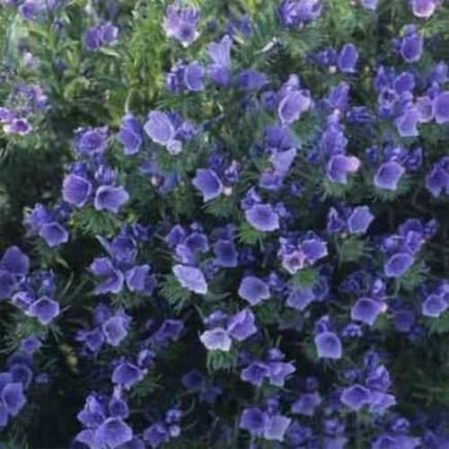 Viper's Bugloss- Echium- Blue- 50 Seeds