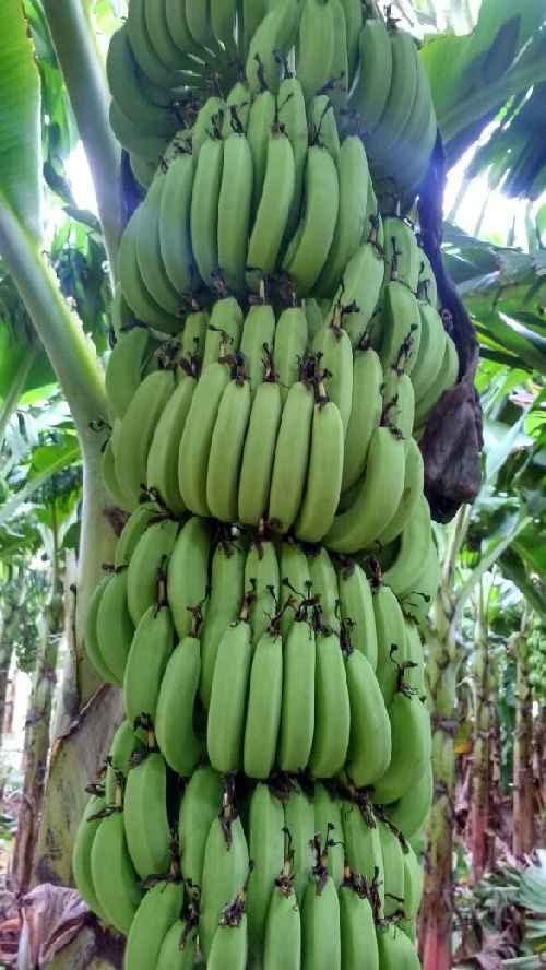 See full amazon price history chart for Natura GreenHouse g9 banana plant hybrid Natura GreenHouse g9 banana plant hybrid (B0C5TRSR92) Amazon Price History, Amazon Price Tracker