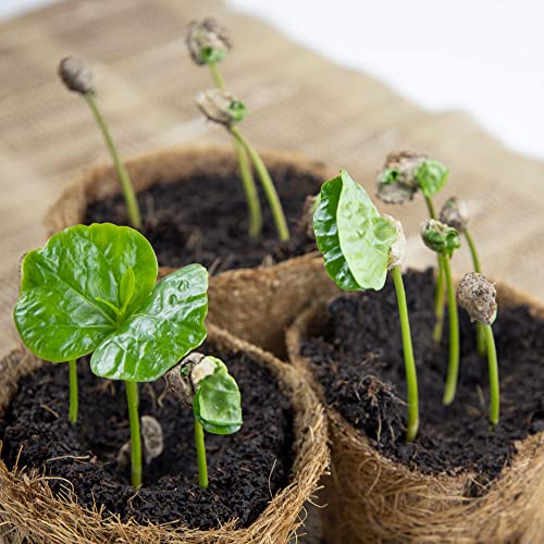 Geschenk-Anzuchtset Coffee-to-grow, Kaffeestrauch aus Eigenanbau, Inklusive Kokostopf und Anleitung