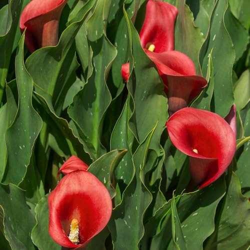 22 pezzi bulbi calla perenne - bulbo di alcatrace esotiche di balcone resistenti, balcone giardino giardino resistenti e perenni,