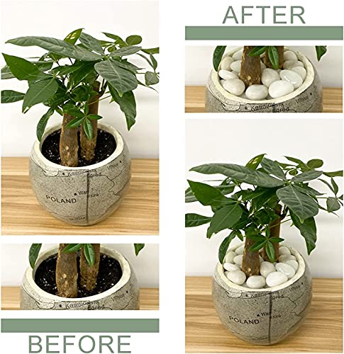 Image of 5Kg Natural Polished White Pebbles (White Polished) Smooth for Plants, Aquariums,Terrarium,Succulents,Garden Pots,Bamboo Plants & Multi Purpose Pack (5 Kg, 20-30 mm, White Polished)