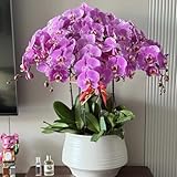 phalaenopsis - orchideen garten hochbeet winterhart mehrjährig bodendecker 20samen