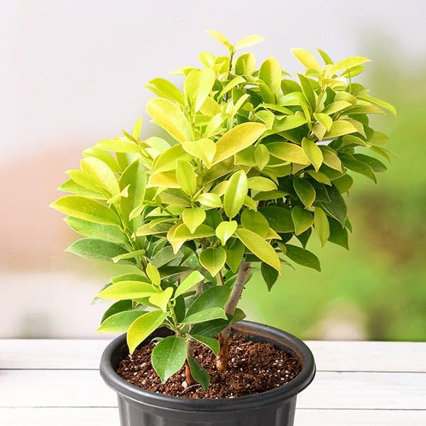 MVKR Live Ficus Panda Ornamental Plant l (Pack of 1 Plant) (B09SWX1H93) Amazon Price History, Amazon Price Tracker